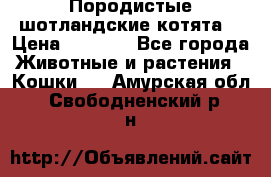 Породистые шотландские котята. › Цена ­ 5 000 - Все города Животные и растения » Кошки   . Амурская обл.,Свободненский р-н